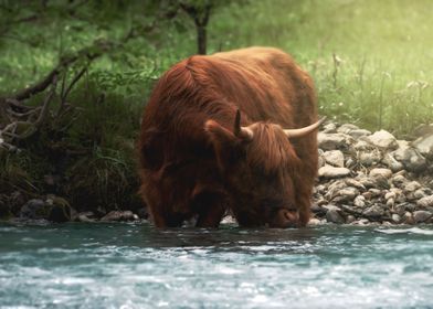 Highland Cattle