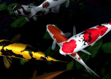 Koi Fish