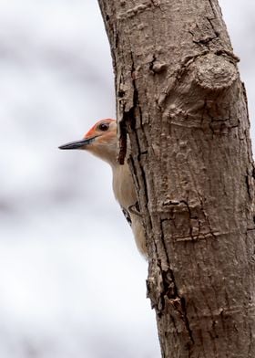 Woodpecker hiding in tree