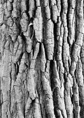 Black and white tree trunk