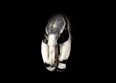 Giant anteater
