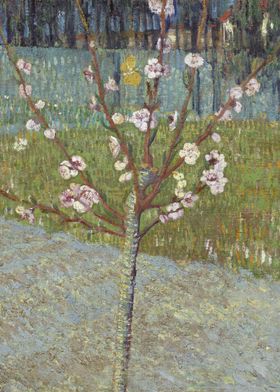 Peach Tree in Blossom