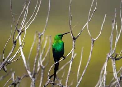 Malachite Sunbird