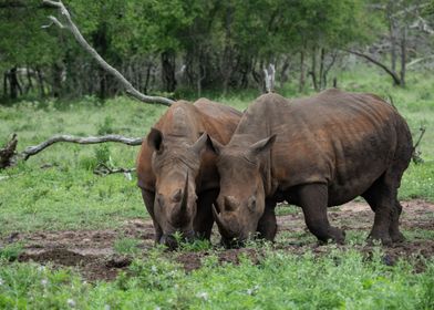 White Rhinos in the mud