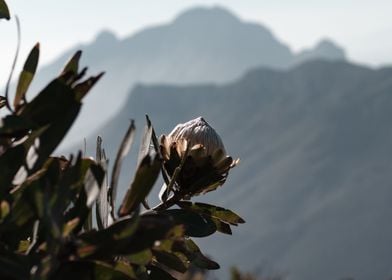 Wild King Protea