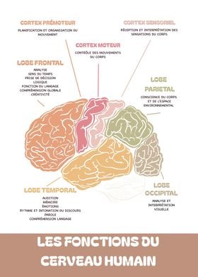 Brain anatomy French