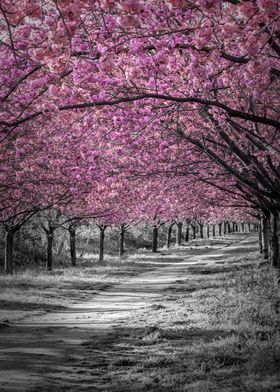Cherry blossom alley 