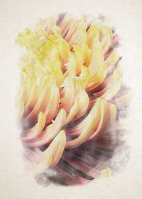 closeup of chrysanthemum