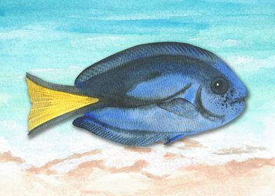 Dory Fish Watercolor