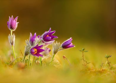 Pulsatilla