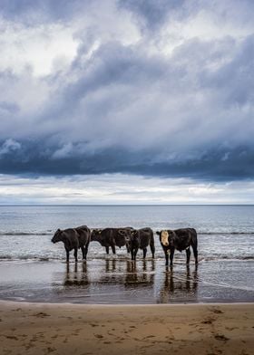 Cows relaxing on the beach