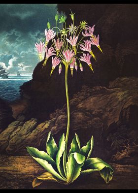 The American Cowslip