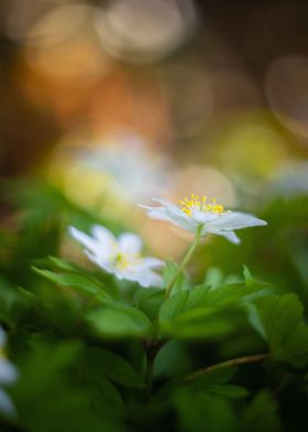 White anemone spring day