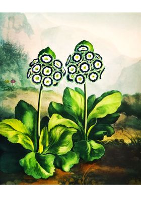 A Group of Auriculas