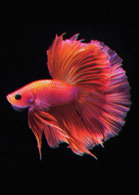 Red Betta Fish