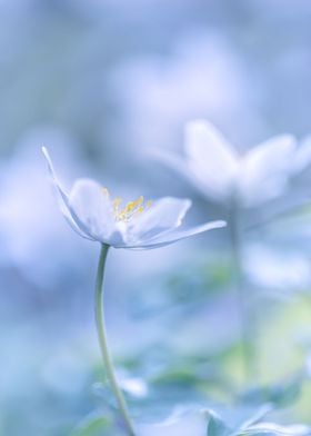White anemone wild flowers