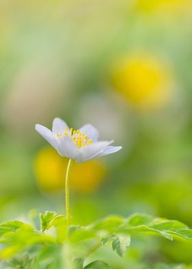 Wood white anemone flower