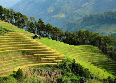 Vietnam Nature terraces