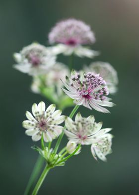 Astrantia flowers