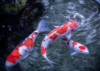 Koi Fish