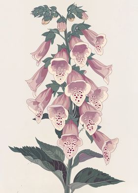 Foxglove Beauty