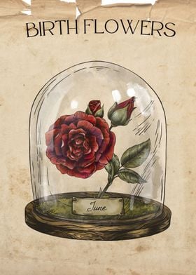 June  Rose birthmonth