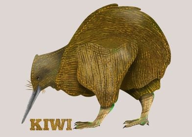 Kiwi New Zealand Bird