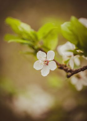 Fresh flowers