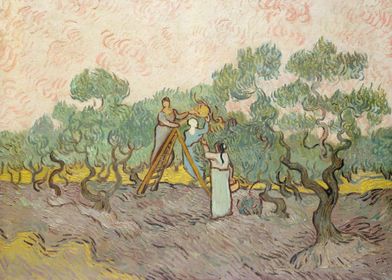 Women Picking Olives