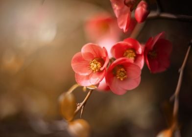 Blooming red quince flower