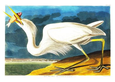Great White Heron