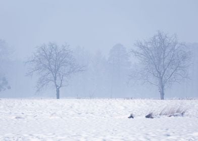 Foggy frosty winter day