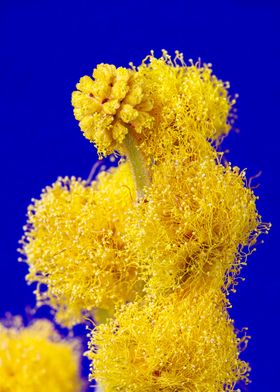 Macro of a mimosa flower