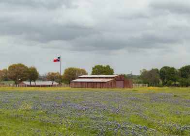 Texas barn and bluebonnets