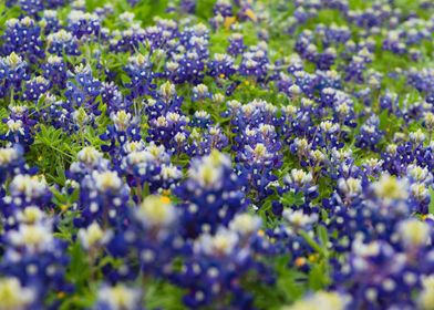 Bluebonnets