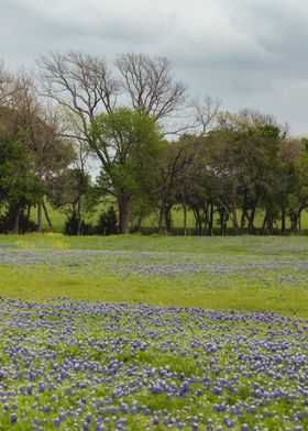 Bluebonnet field