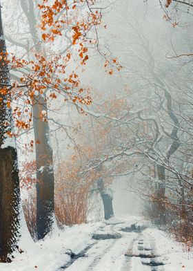 Winter alley snowy road