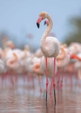 Flamingo 