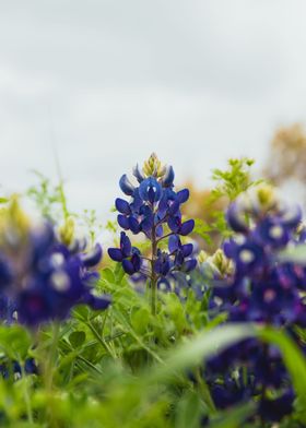 Bluebonnet