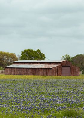 Texas barn and bluebonnets