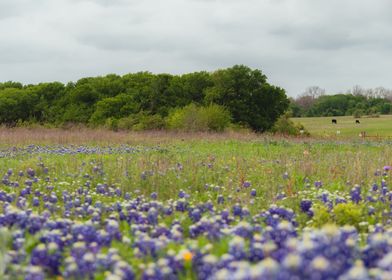 Bluebonnet field