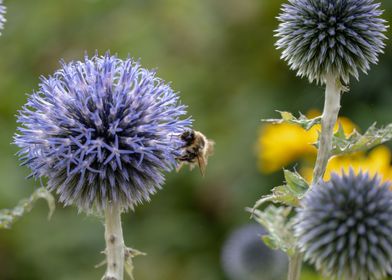 Lonely bee on thistle