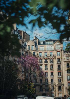 Blooming Trees And Cities