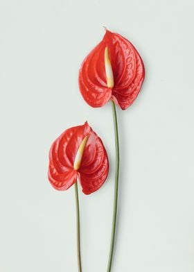 Red anthurium Flower