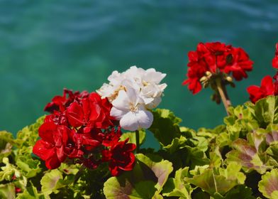 Red and white flowers