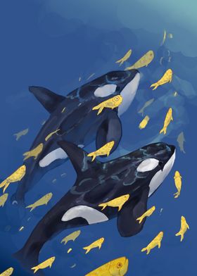 Orcas Killerwhales