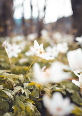 Easter Flowers