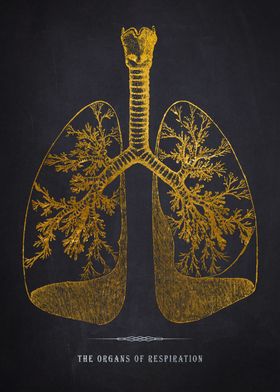 Organs of Respiration