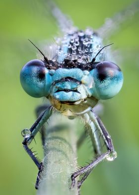 Damselfly Smiling