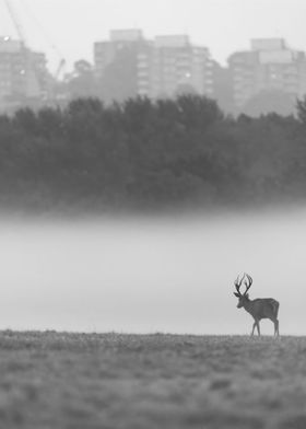 Stag in the City